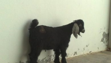 1730 94103 1261058524