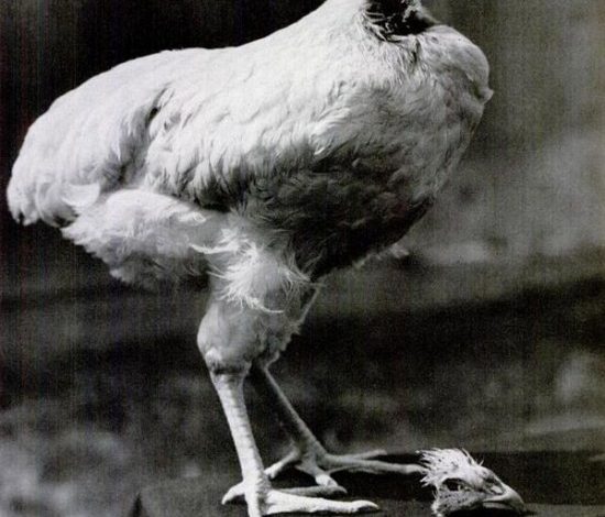 «مايك» الديك الذي عاش 4 سنوات بدون رأس 3697022283