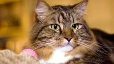 شركة روسية تتعاقد مع قط براتب 120 علبة طعام في الشهر! 9998416687