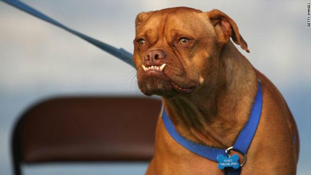 اتهام أميركي بـ”عض” كلب بوليسي gal.dog .jpg 1 1