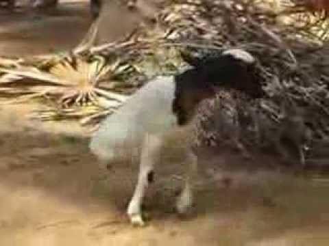 بالفيديو .. خروف يسير على قدمين اثنين فقط 8123