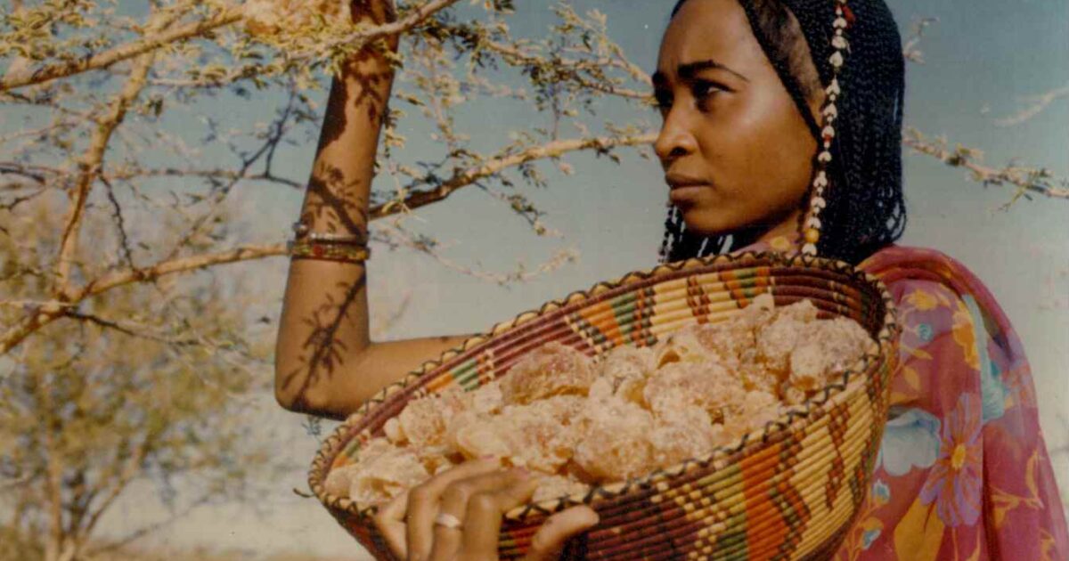 استلام مال مسروق و خيانة الأمانة .. توجيه التهم لـ 7 موظفين في قضية الصمغ العربي gum arabic woman