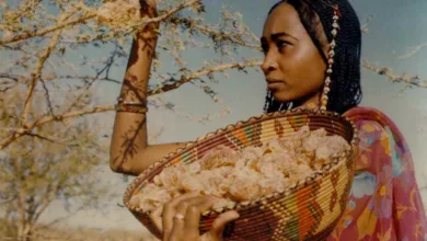 الحرب تحرم السودان صمغه العربي gum arabic woman - الحرب تحرم السودان صمغه العربي