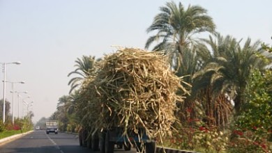 SUGAR CANE