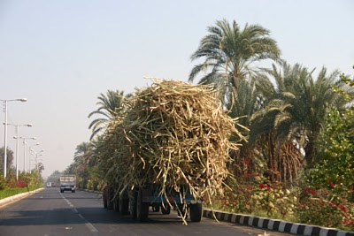 SUGAR CANE