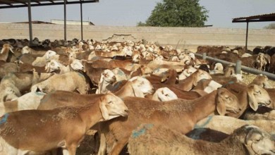 السعودية ترفع حظراً مؤقتاً على اللحوم السودانية 418328050429