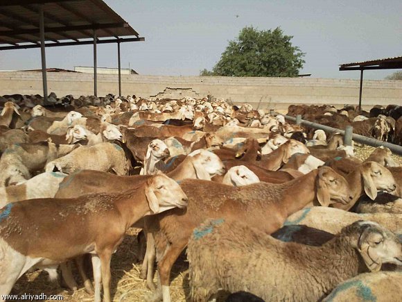 السعودية ترفع حظراً مؤقتاً على اللحوم السودانية 418328050429
