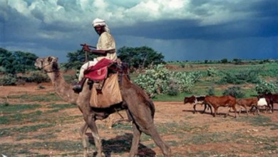 سقوط (17) قتيلاً في معارك بين قبيلتي الحمر والمعاليا soudan hamr tribu