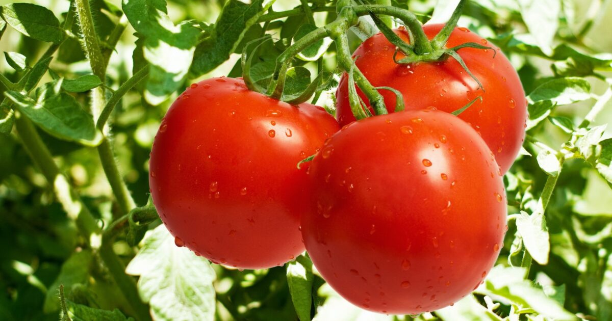 لون أبيض داخل الطماطم يقلق المصريين... والزراعة توضح tomatos