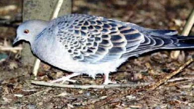 turtle dove rufous4
