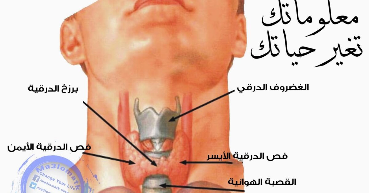 مشاكل الغدة الدرقية:تسبب التعب ، تساقط الشعر و الجوع المفاجئ .. الأعراض والأسباب والعلاج 11033220 875287632536113 1565371530 o