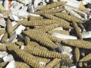 إبادة أكثر من 142 ألف قندول 