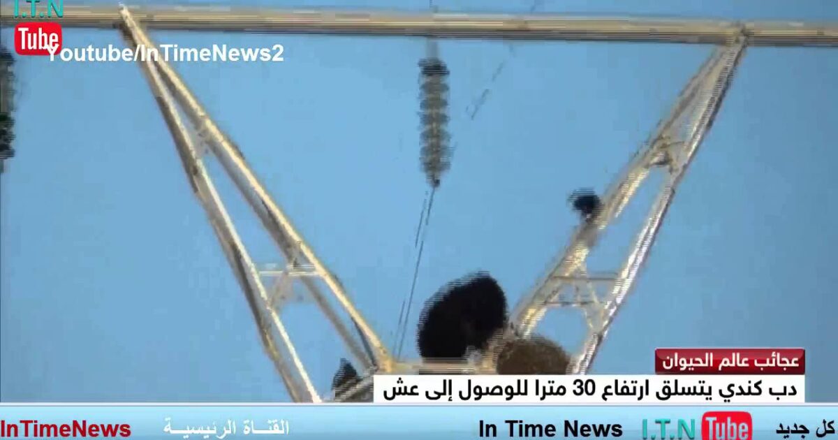 بالفيديو: ما الذي أجبر الدب على تسلق عمود الكهرباء بارتفاع 30 متراً !؟ 16445