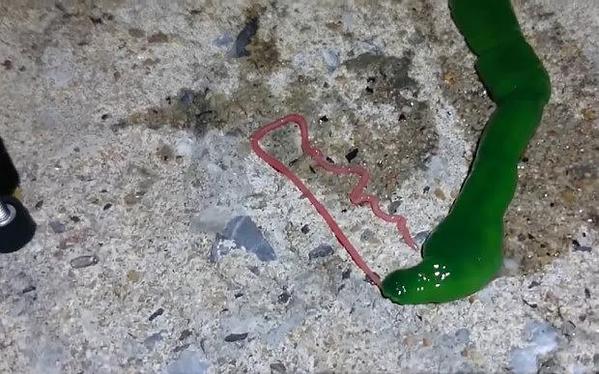 بالفيديو.. كائن غريب يحير زوار "الفيسبوك" 424520