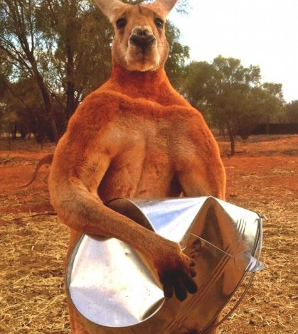 بالصور: "روجر" الكنغر الخارق يمارس كمال الأجسام 9998587785