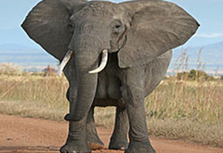 أنثى فيل هاربة تقتل رجلا في ألمانيا Elephant