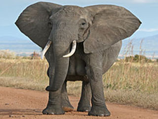 أنثى فيل هاربة تقتل رجلا في ألمانيا Elephant