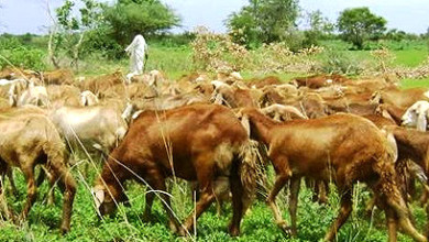 ثروة حيوانية