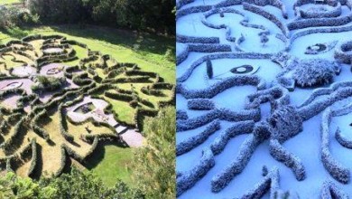 علماء: تلوث الهواء مرتبط بحدوث 2.7 مليون حالة ولادة مبكرة سنويا winter collage - علماء: تلوث الهواء مرتبط بحدوث 2.7 مليون حالة ولادة مبكرة سنويا