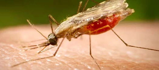 ملاريا
