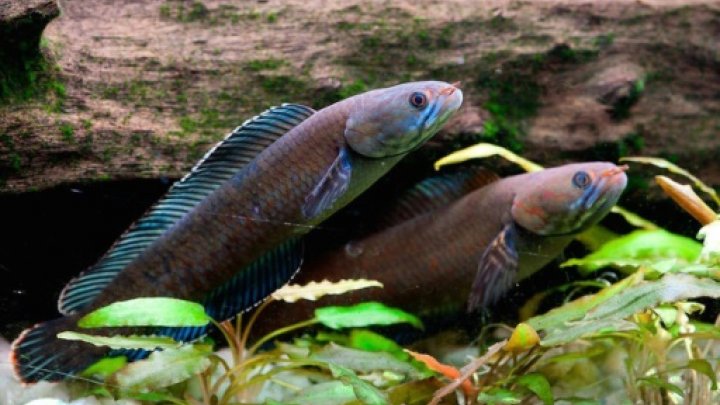 قرد يعطس وسمكة تمشي..انواع حية ما زالت تعيش في مرتفعات هملايا هملايا