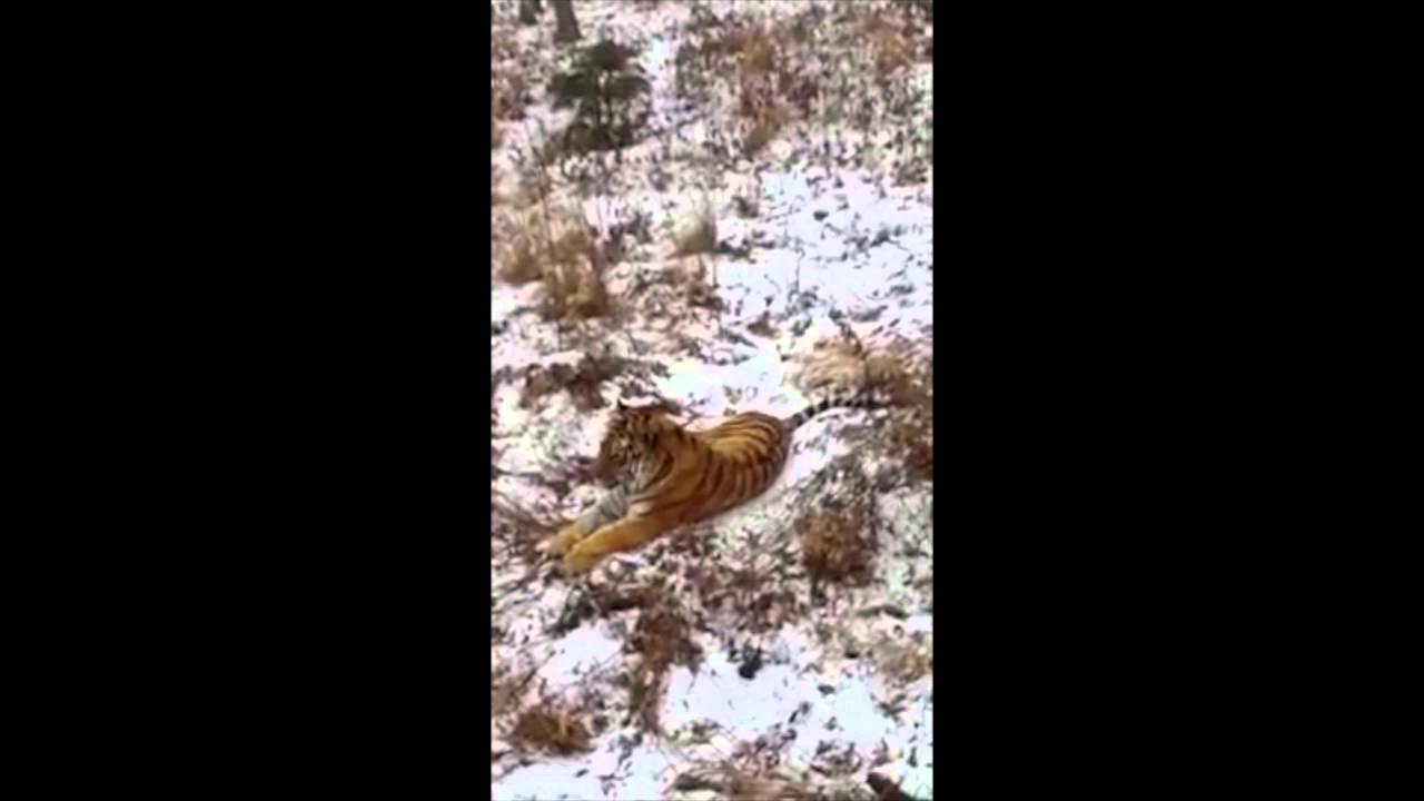 بالفيديو .. صداقة فريدة بين نمر وماعز 25825