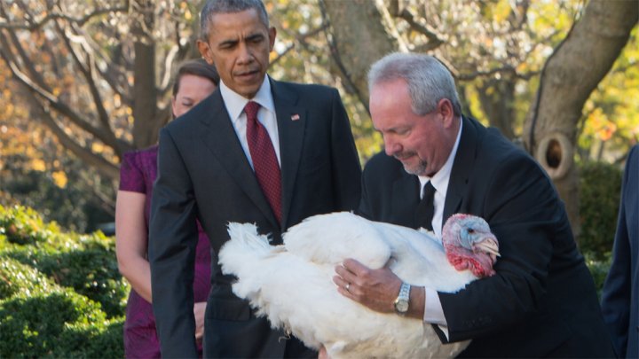 أوباما "يعفو" عن ديك رومي بمناسبة عيد الشكر الديك الرومي في البيت الأبيض