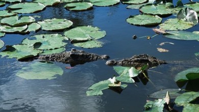 ألقى بنفسه في مستنقع هرباً من الشرطة .. فماذا حدث؟ Cuban crocodile in swamp