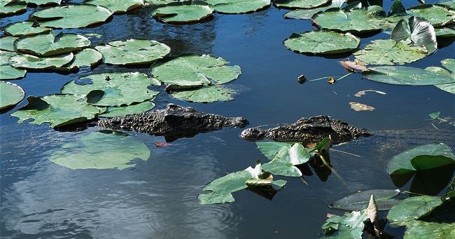 Cuban crocodile in swamp