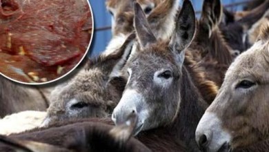 مصر.. بيع لحوم حمير على أنها بقرية