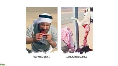 مواطنون يذبحون ذئبا ويأكلون لحمه نيئا