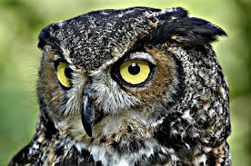 بومة تستعرض أنوثتها بمهاجمة أميركيين بومة