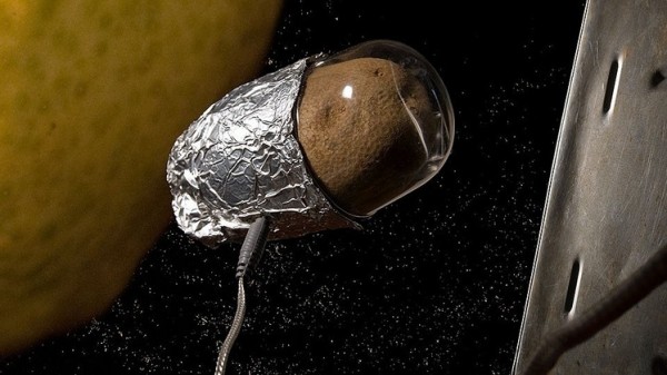 زراعة البطاطا بالمريخ