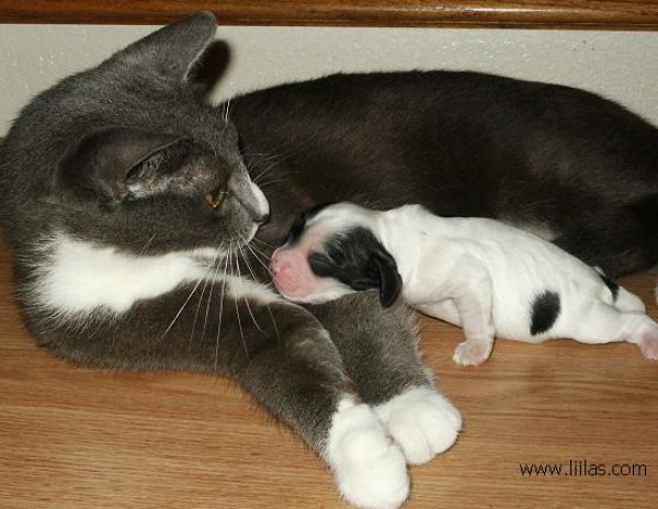 قطة تلد كلب