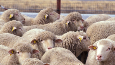 زرع الاغنام اعضاء