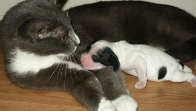 قطة تلد كلب