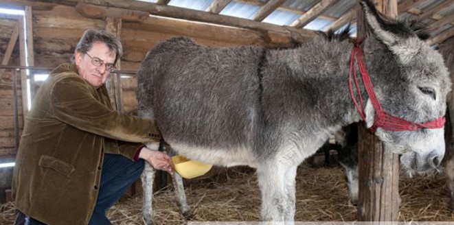 بعد صابون حليب الحمير.. تطوير 3 منتجات تجميل جديدة لبن الحمير