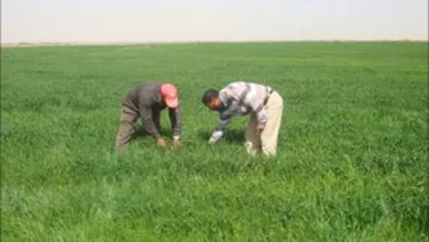 مشروع الجزيرة