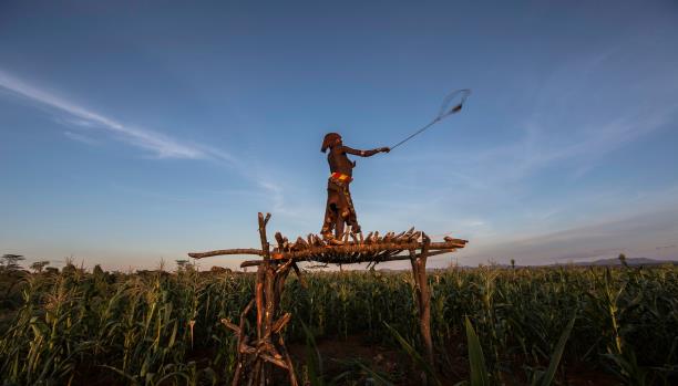 فزاعة بشرية