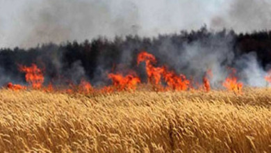 احتراق (14) فدان خضروات داخل مزرعة ببحري احتراق فدادين