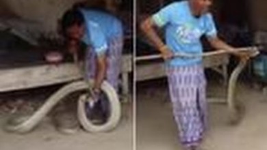 بالفيديو.. رجل يقبض على ثعبان ضخم كان يختبئ تحت سريره 34486