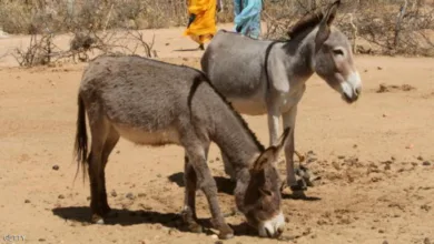 شرطة الجزيرة تتمكن من إنقاذ حمار سقط داخل بئر صرف صحي حمار