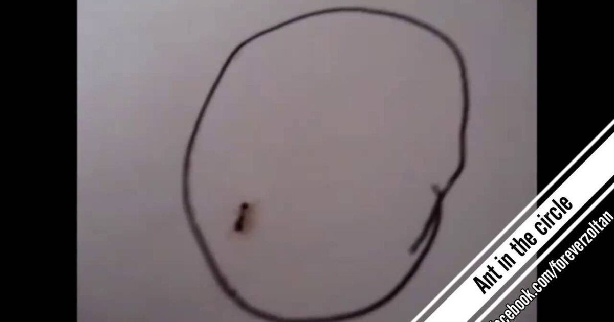 بالفيديو - 8 ملايين مشاهدة لرد فعل نملة داخل دائرة مرسومة.. لن تصدقوا ماذا فعلت! 8
