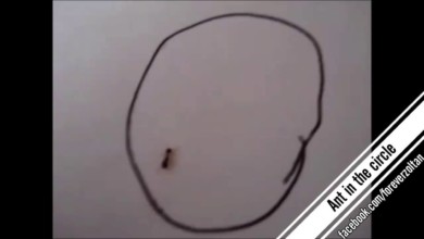 بالفيديو - 8 ملايين مشاهدة لرد فعل نملة داخل دائرة مرسومة.. لن تصدقوا ماذا فعلت! 8