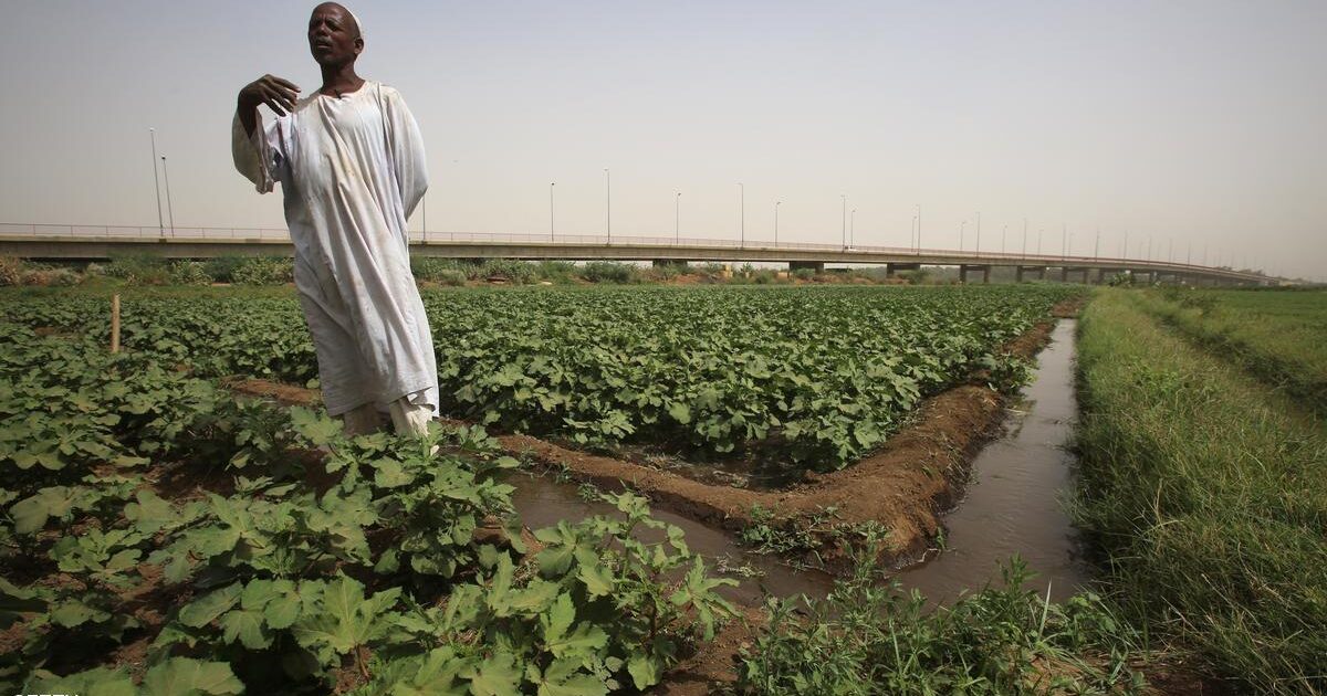 السودان : اكثر من 6 الف مزارع يواجهون مصير مجهول السوادن زراعة