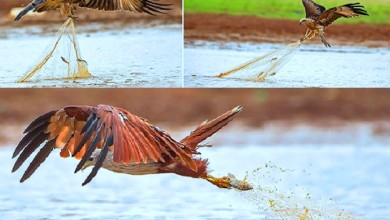 82728a81 db22 41fe 8dc4 4e8a62637ee8