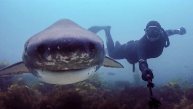 القرش الابيض سيلفي