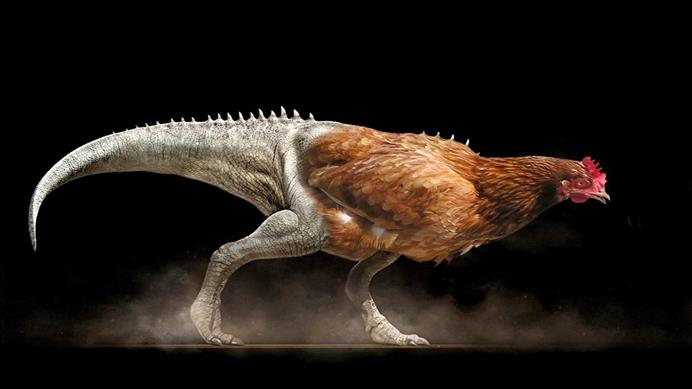 ديناصور من دجاجة.. رحلة البحث عن العملاق المنقرض 091016 0905 1