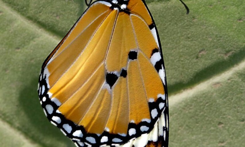 الفراشات تهجر أوروبا! buterfly2