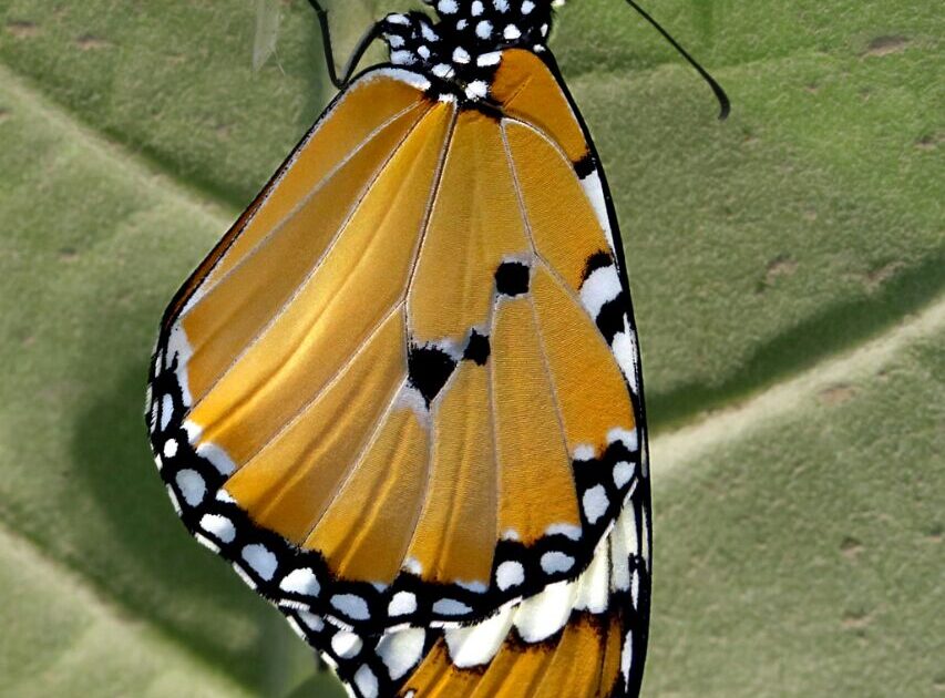 الفراشات تهجر أوروبا! buterfly2